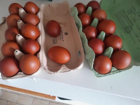 Marans Eier