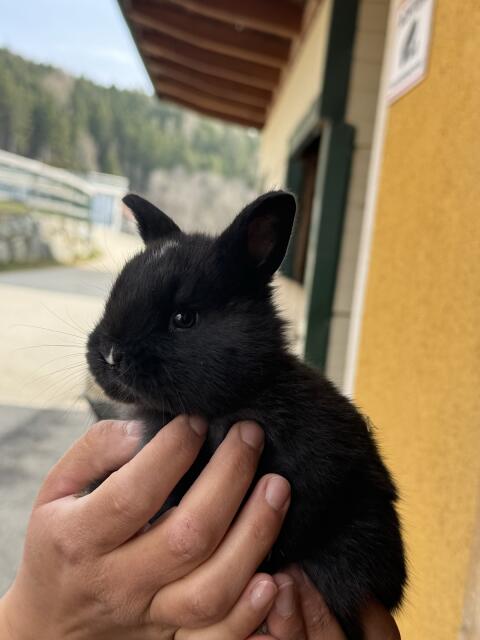 Zwergkaninchen