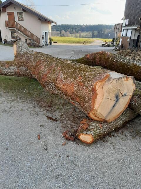 Eiche, Kirschbaum