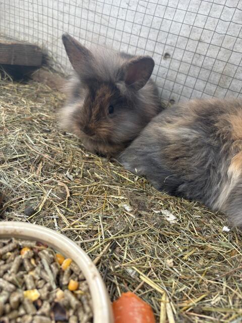 Löwenkopfkaninchen 8 Wochen alt