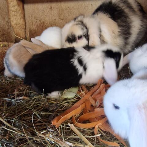 Vergeben süße kleine Minilop Häschen