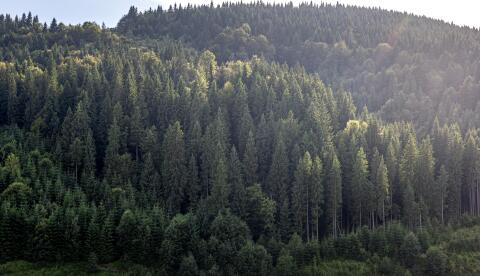 Suche Wald nahe Deutschlandsberg, Koralpe (bis 50 ha)