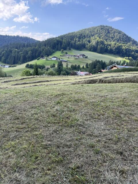 Heu 1. Schnitt – Augusternte – ungedüngte Wiese