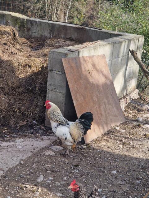Hahn/Hähne zu verschenken
