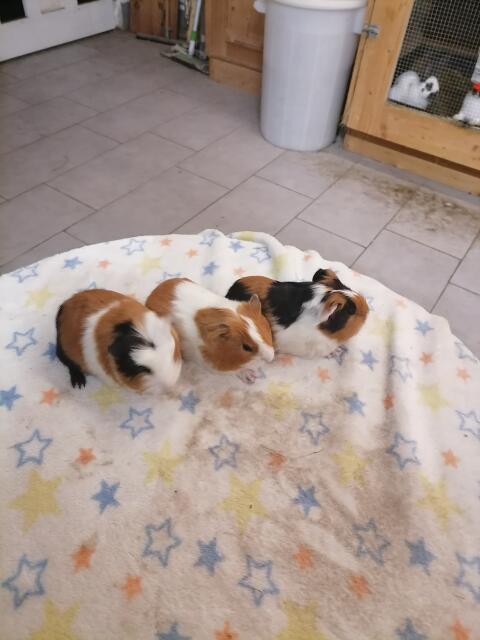 Meerschweinchen