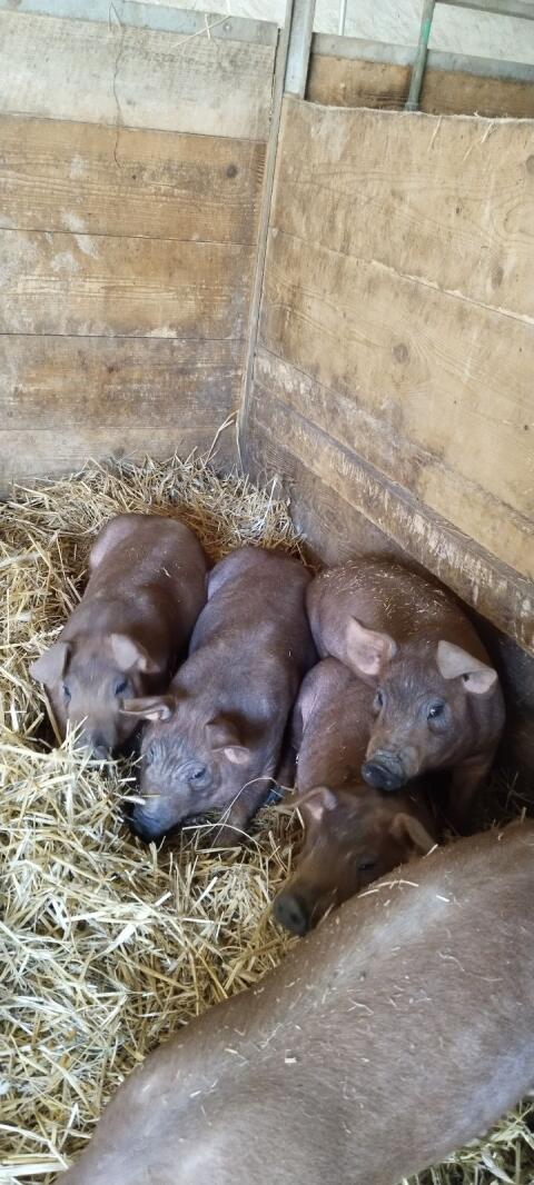 Duroc Ferkel Spanferkel