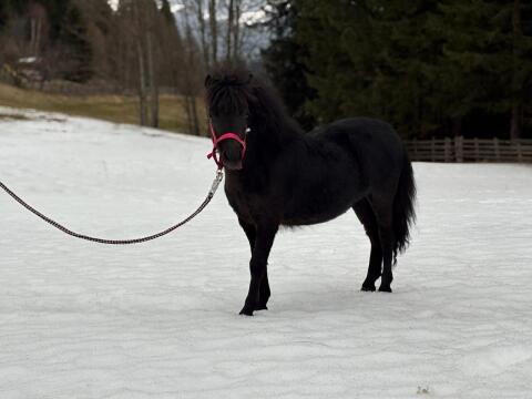 Shetlandpony Stutfohlen