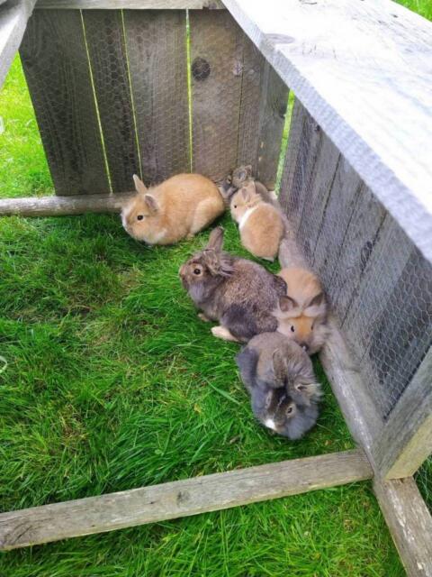 Zwergkaninchen