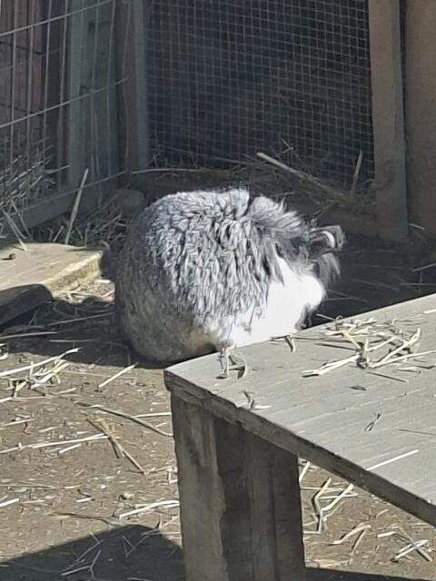 Kaninchen