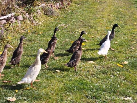 Reinrassige Laufenten