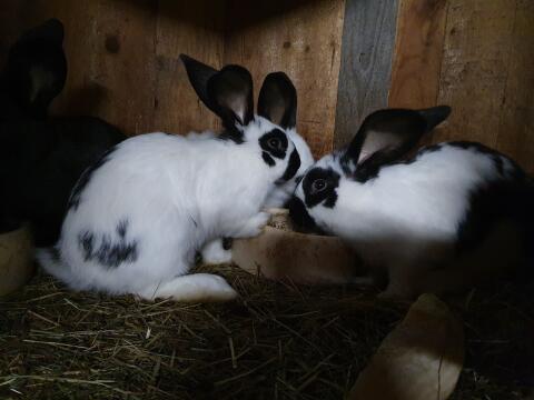Kaninchen/Hasen