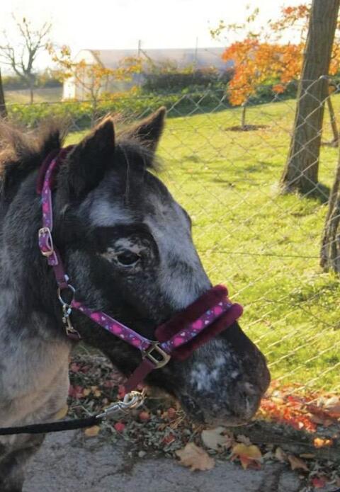 Ponystute