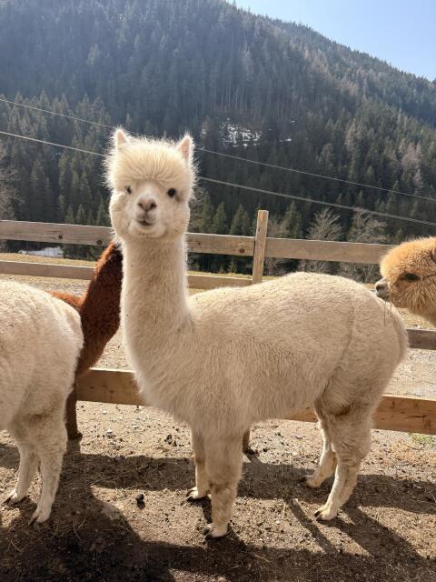 Alpakastute trächtig