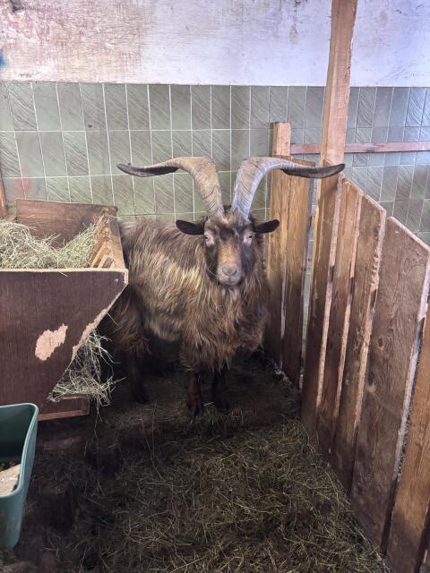 Aosta Bock