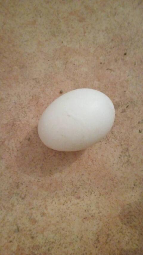 Bruteier Huhn und Ente