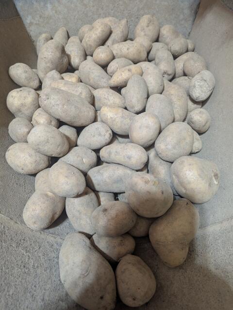 Erdäpfel