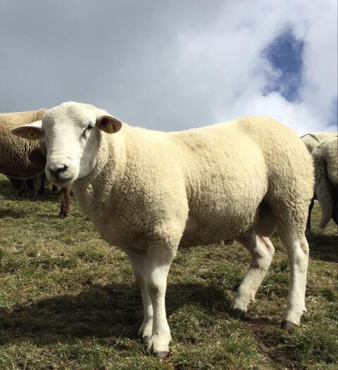 Suche gekörten Texel-Widder