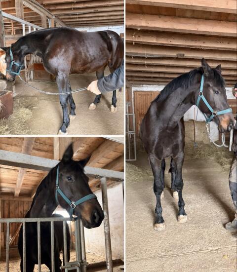 Beistellerin, Warmblut