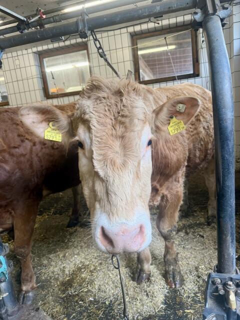 Blonde d‘ Aquitaine