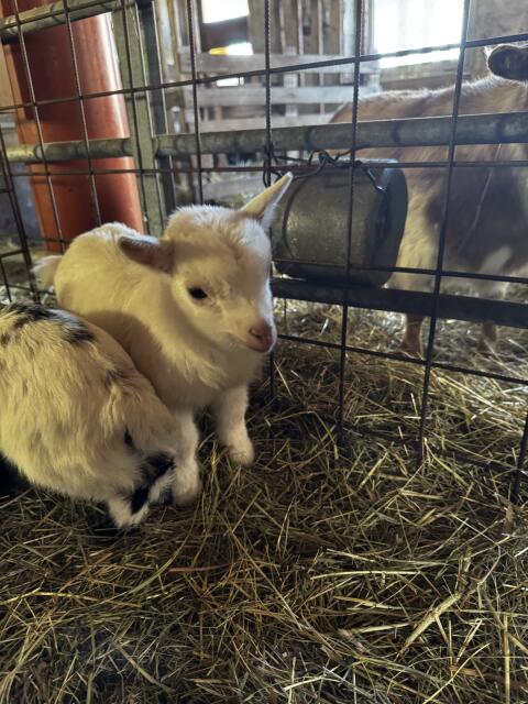 Zwergziegen Babys