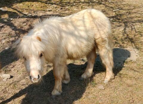 Zuckersüßer Shetlandpony Hengstjährling