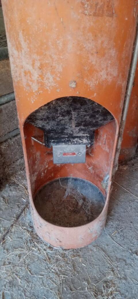 Breifutterautomat für Schweine