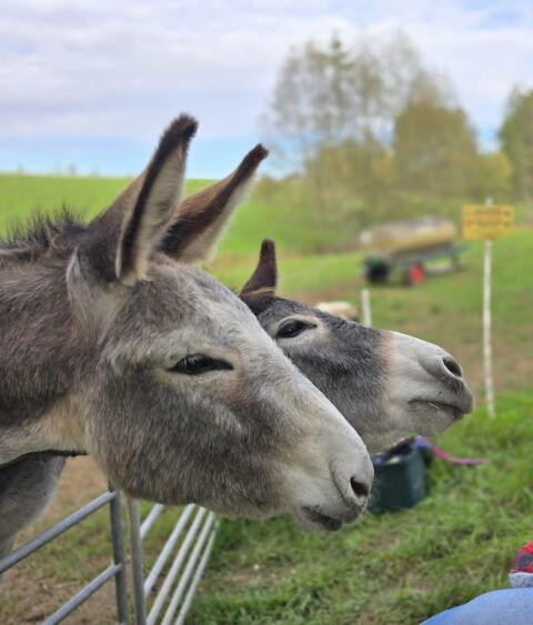 Eselstute und Eselwallach zu verkaufen