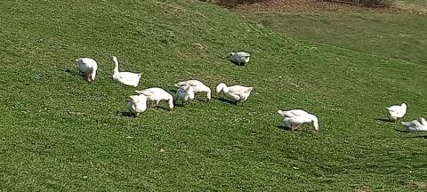 Gänse + Gänseeier