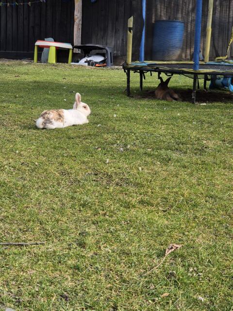 Hasen