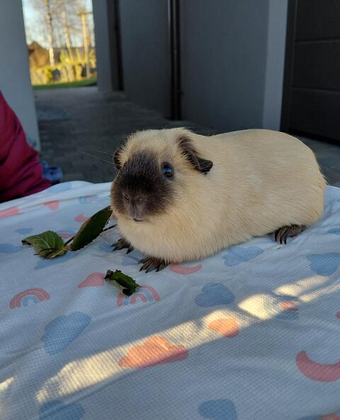 California-Meerschweinchen