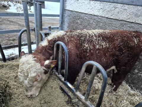 Hereford - Bio - Zuchttiere