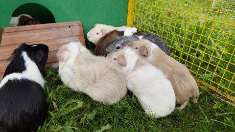 Meerschweinchen