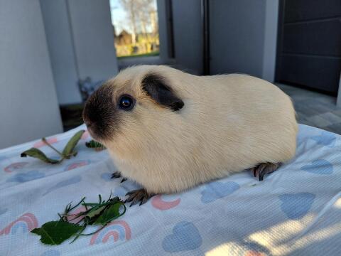 California-Meerschweinchen