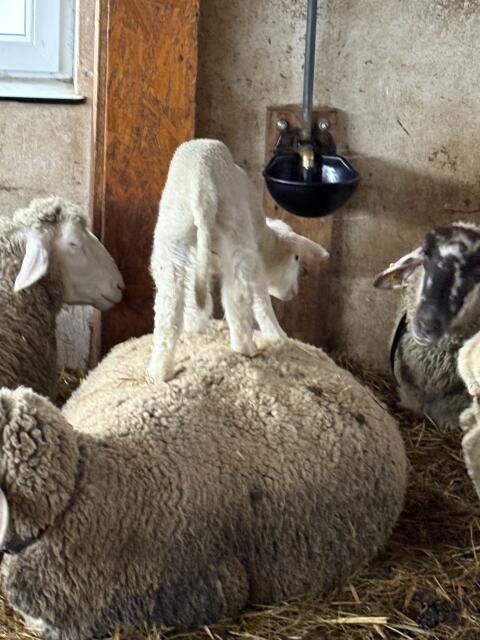 Merino, Lämmer