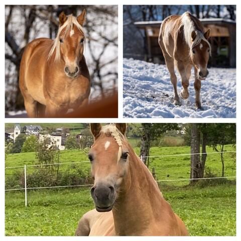 Haflinger Wallach