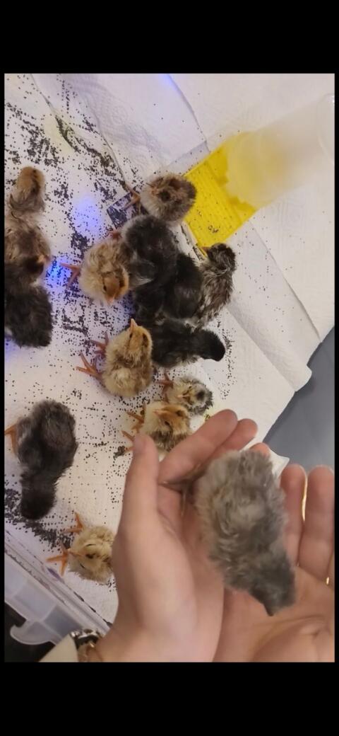 Blumenhuhn Küken