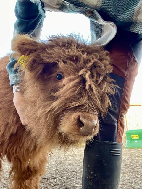 Bullenkalb, Highland Cattle, Absetzer männl. Hochlandrind