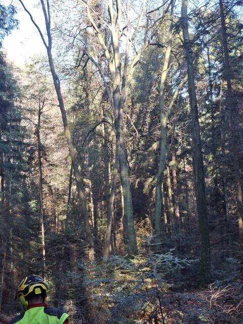 Wald zum Kauf gesucht