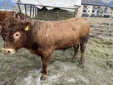 Limousin-Stier