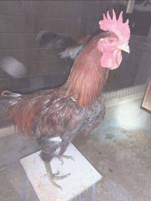 Bruteier Lachhahn Ayam Ketawa