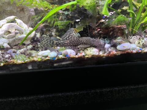 Putzerfische