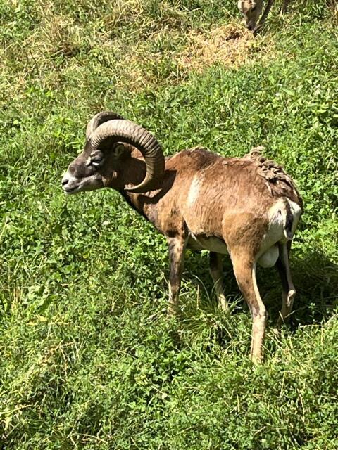 Muffelwidder