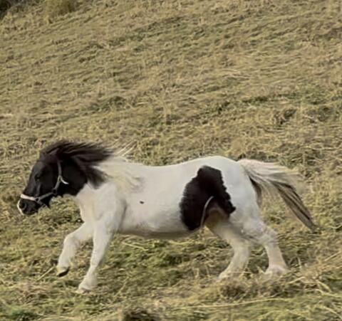 Ponystute