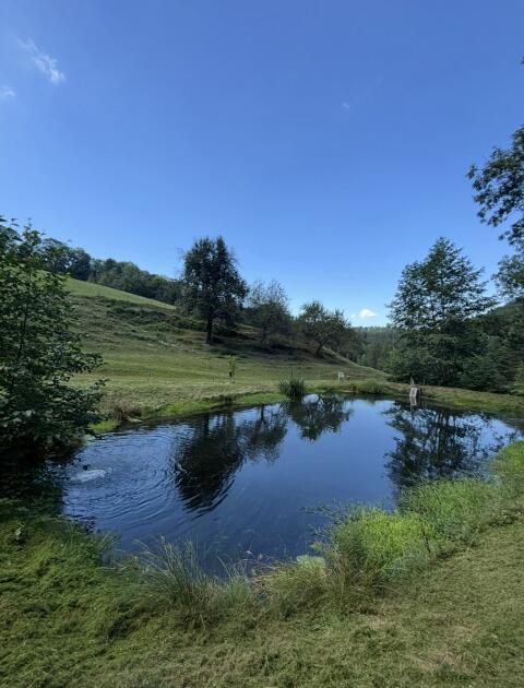 Lebend-Forellen