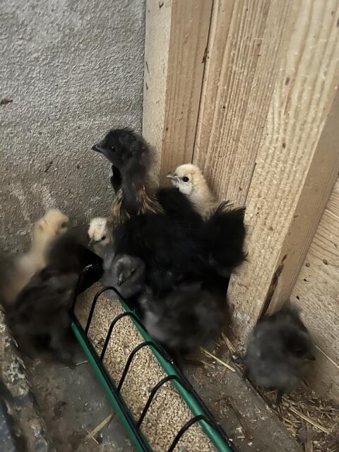 Seidenhühnerkücken