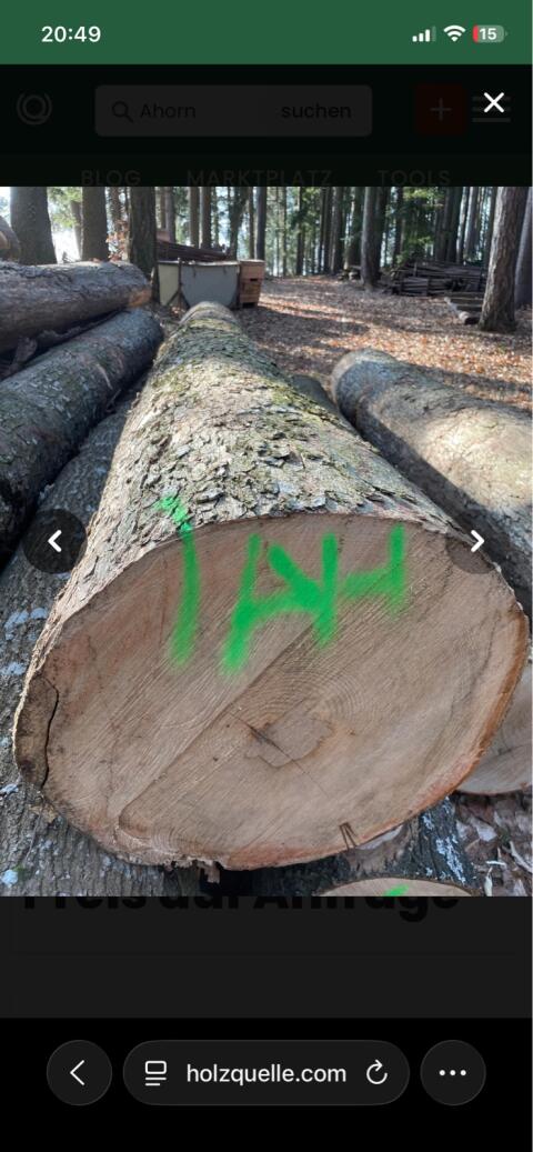 Riegelahornstamm Dm. 55 cm, Länge 3,6 m