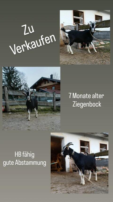Bündnerstrahlenziegenbock