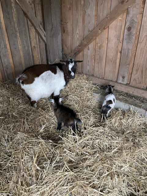 Zwergziegenzwillingsmädels + Mama