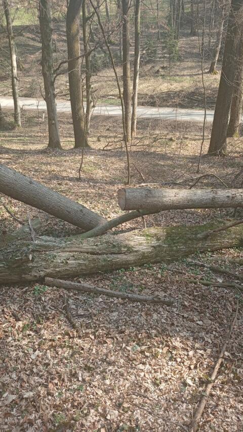 biete Hilfe beim Aufräumen im Wald