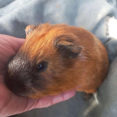 Meerschweinchen Bub